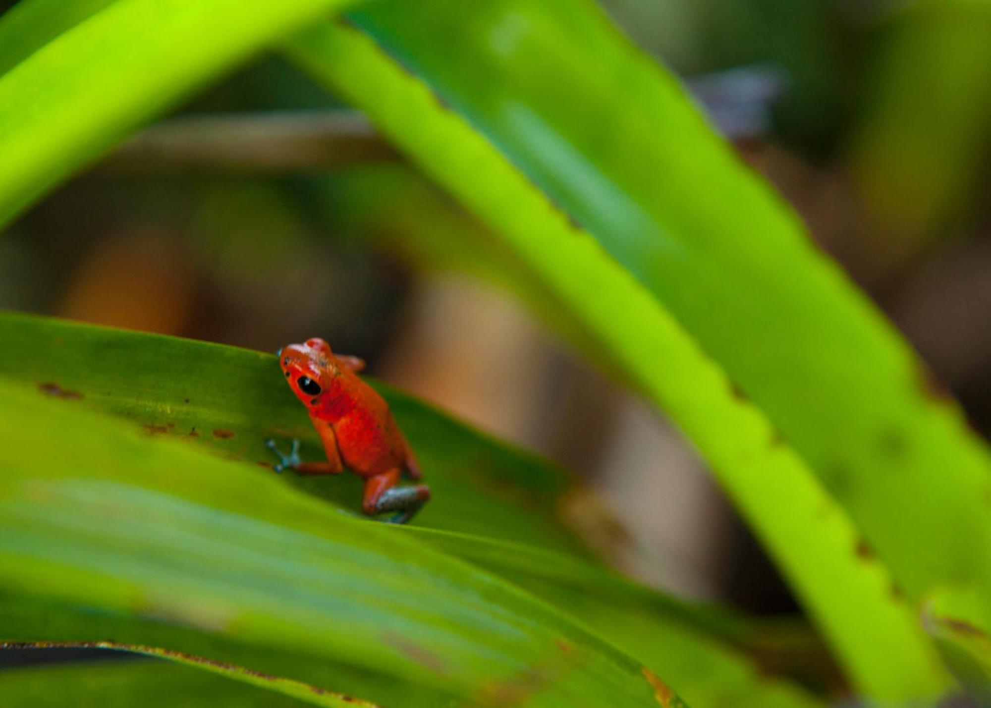 Rainforest Reserve Gamboa