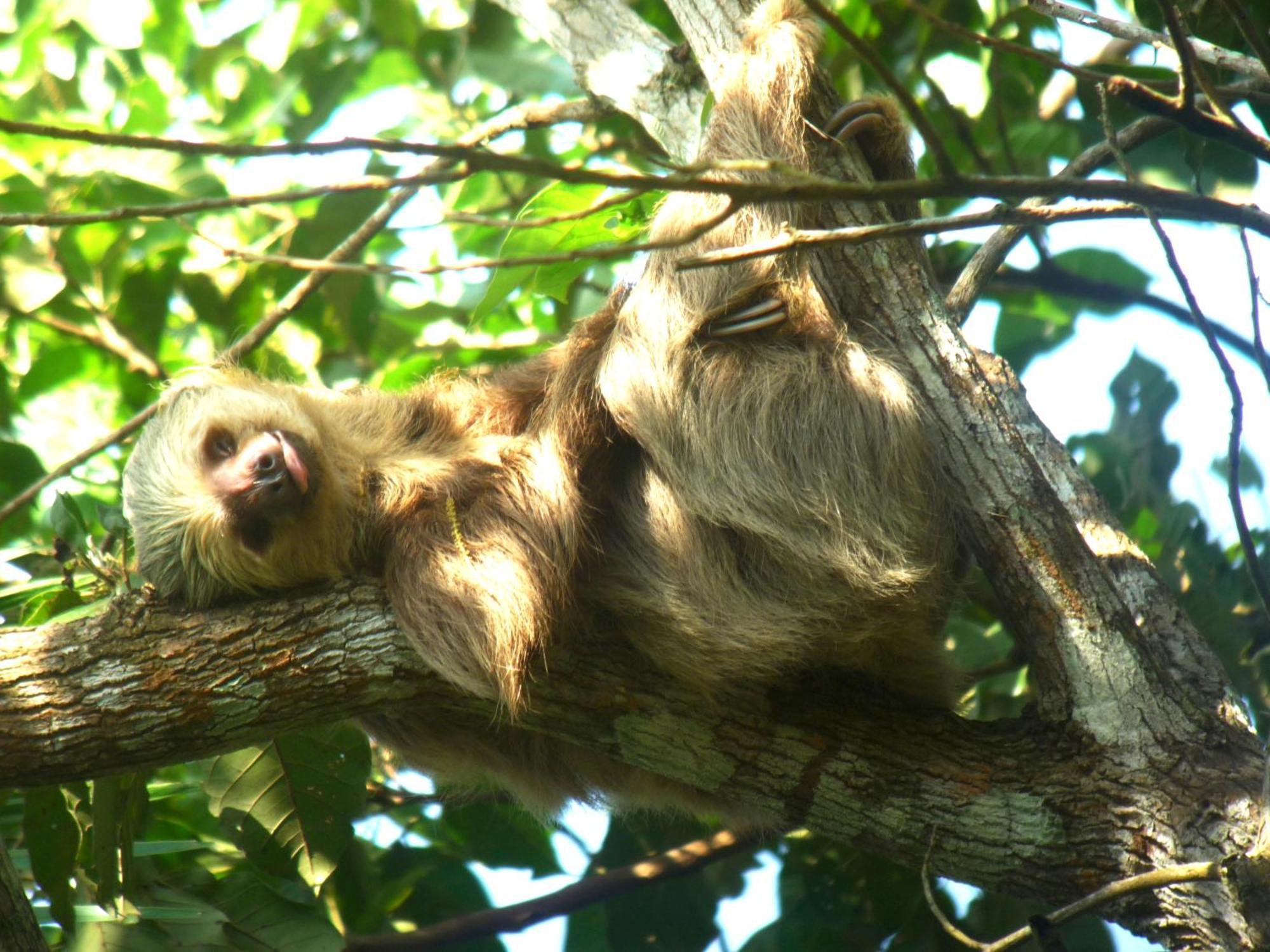 Hotel Rainforest Reserve